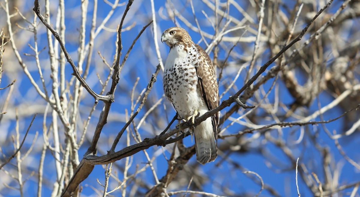 Red-tailed Hawk - ML50719371