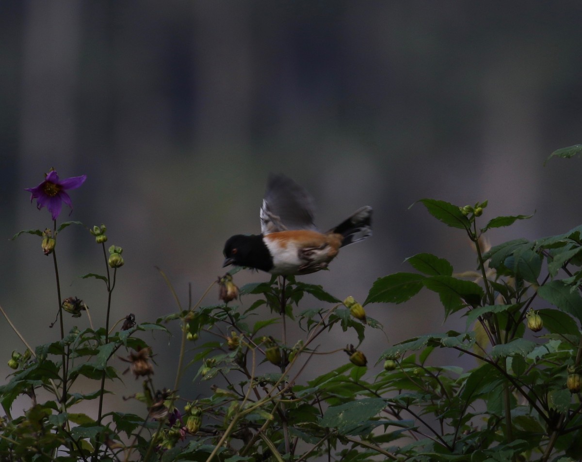Spotted Towhee - ML507194081