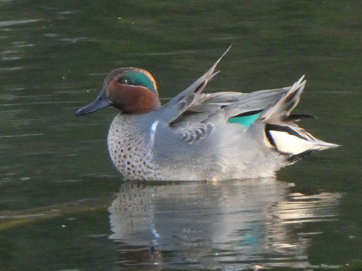 Green-winged Teal - ML507194541
