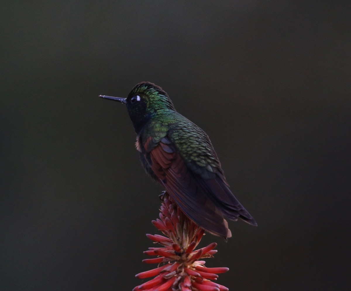 Garnet-throated Hummingbird - ML507195321