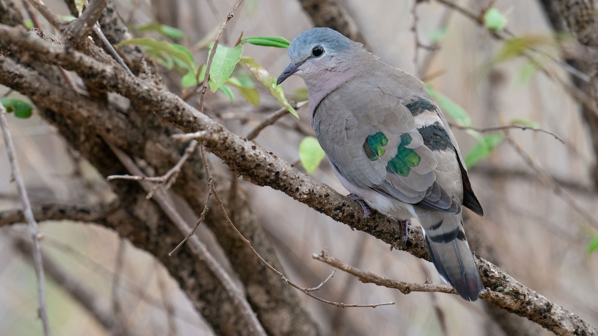 Emerald-spotted Wood-Dove - ML507200081
