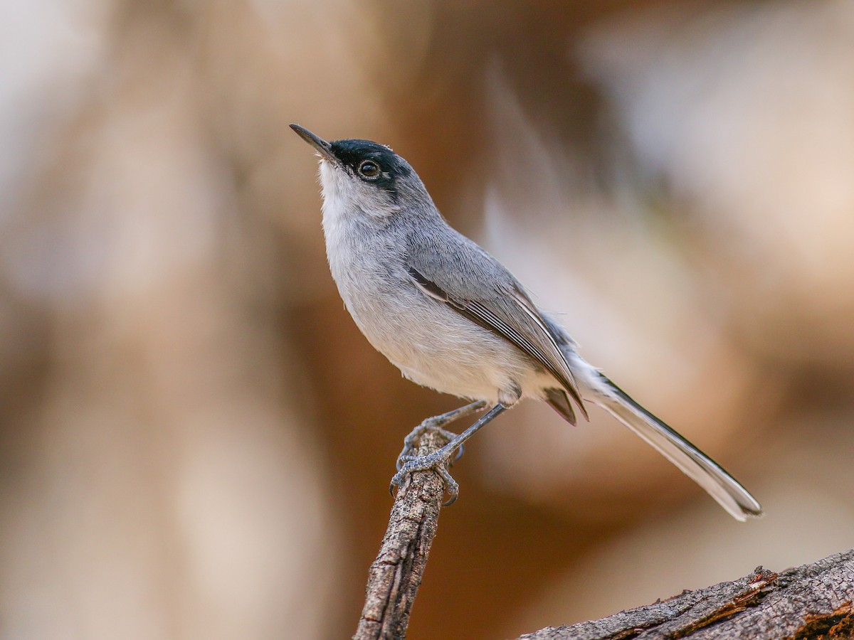 California Gnatcatcher - eBird