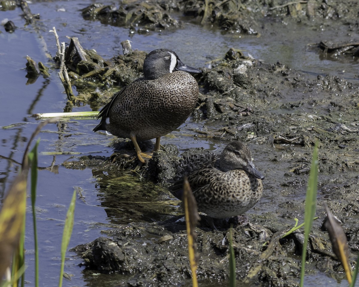 Blue-winged Teal - ML50720251