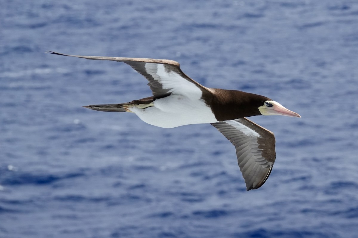 Brown Booby - ML507202701