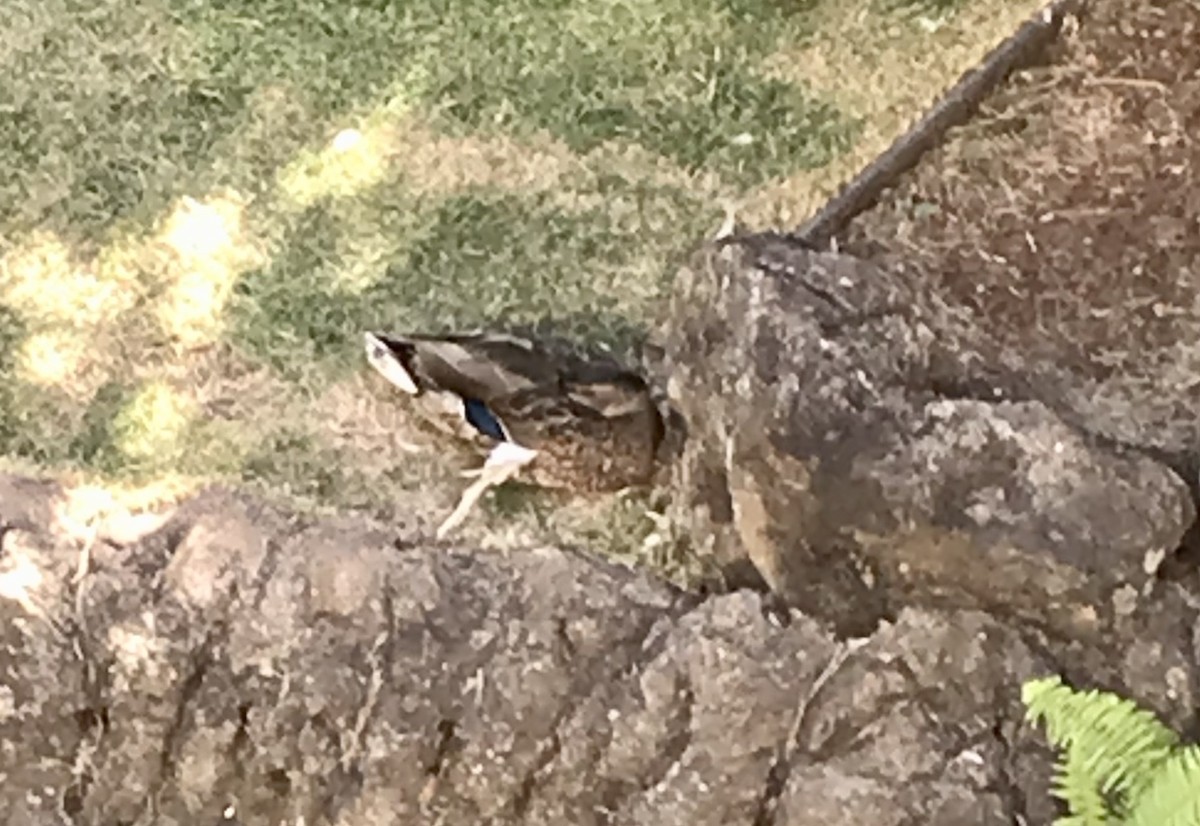 eBird Checklist 25 Nov 2022 Honolulu Int'l AP 10 species (+1