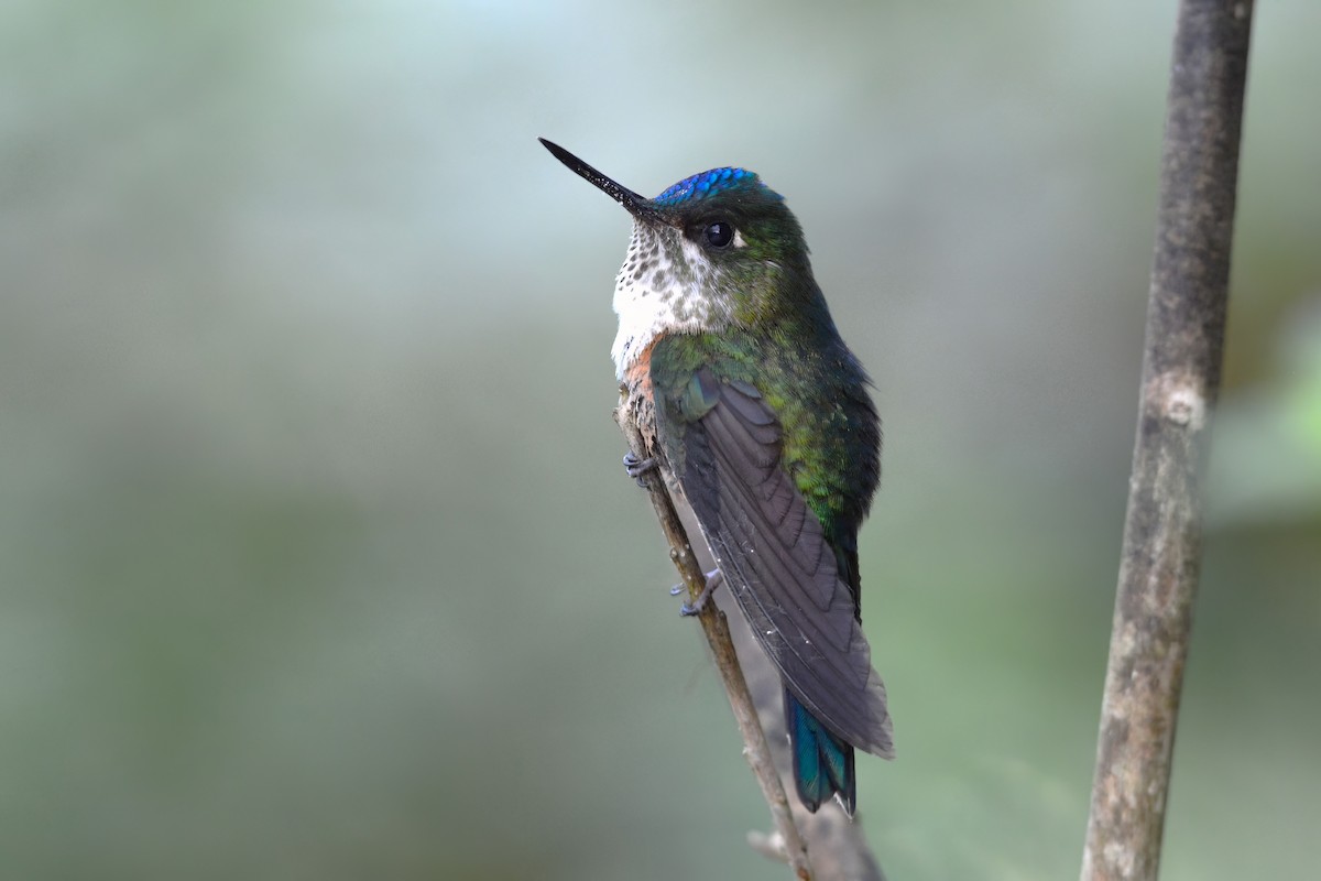Violet-tailed Sylph - ML507217431