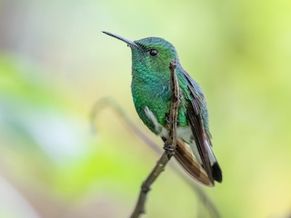  - White-tailed Emerald