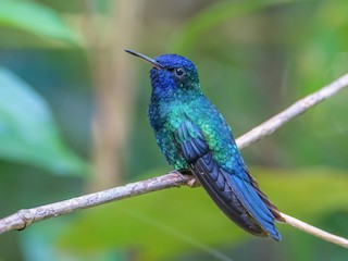 Blue-headed Hummingbird - Riccordia bicolor - Birds of the World