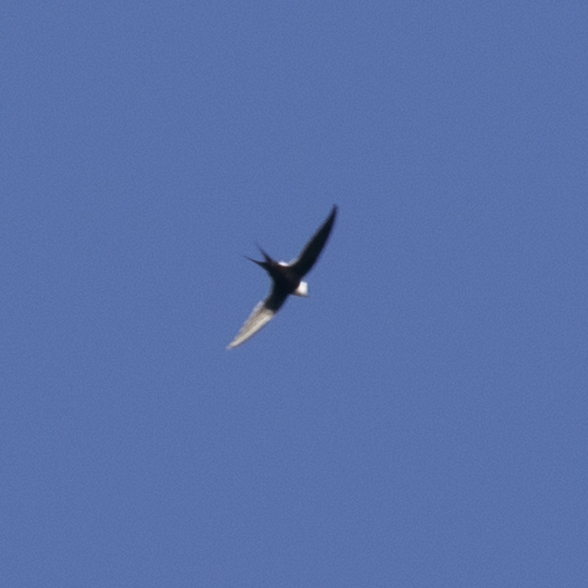 Great Swallow-tailed Swift - ML507222241