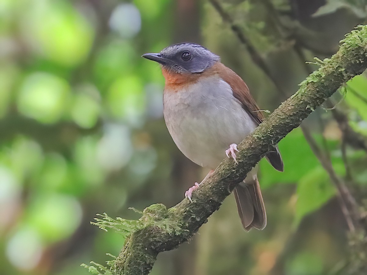 Red-throated Alethe - Chamaetylas poliophrys - Birds of the World