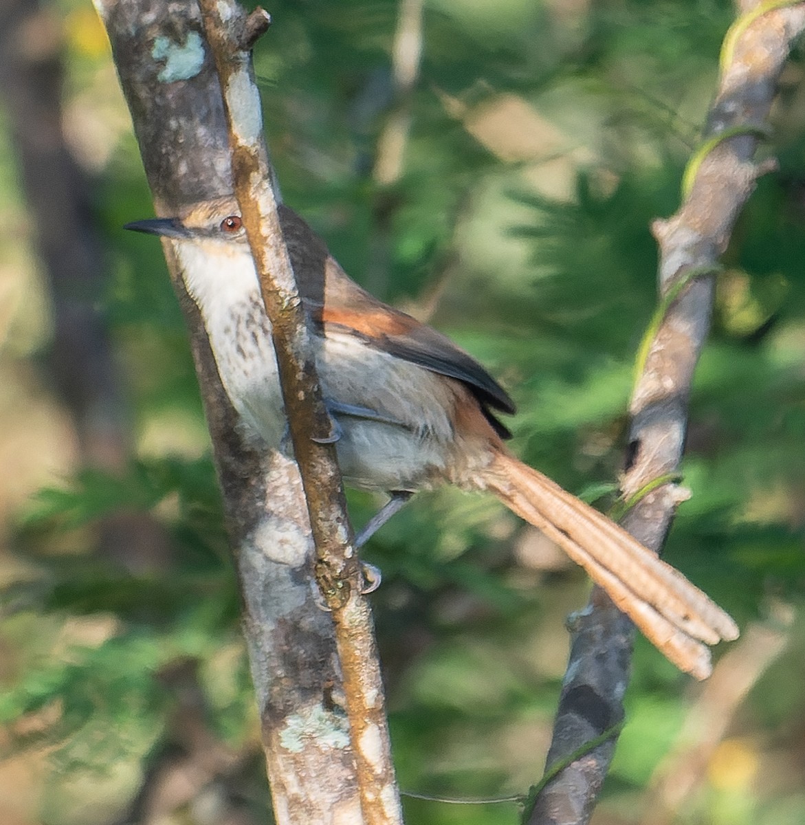 Chinchipe Spinetail - James Moore (Maryland)