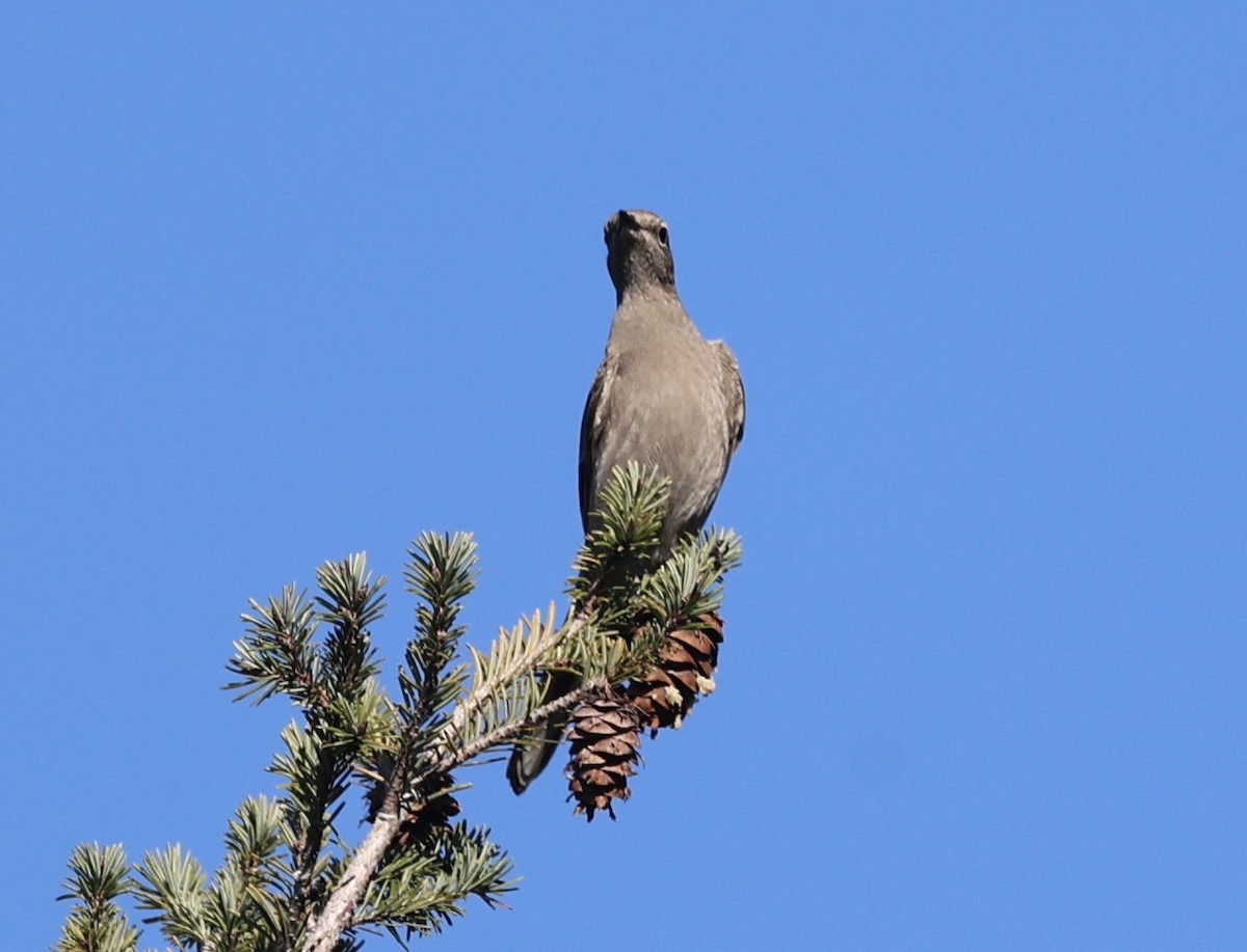 Townsend's Solitaire - ML507229251