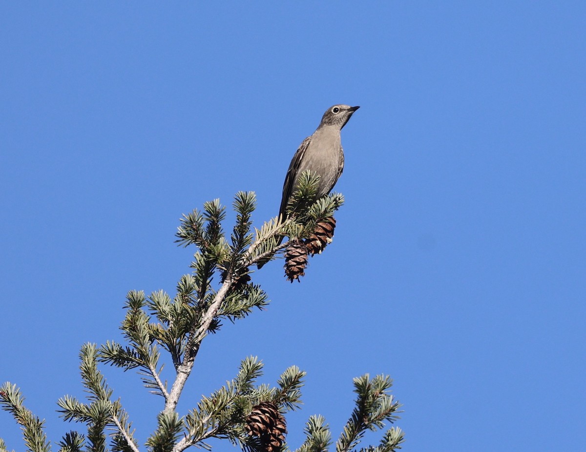 Townsend's Solitaire - larry nigro