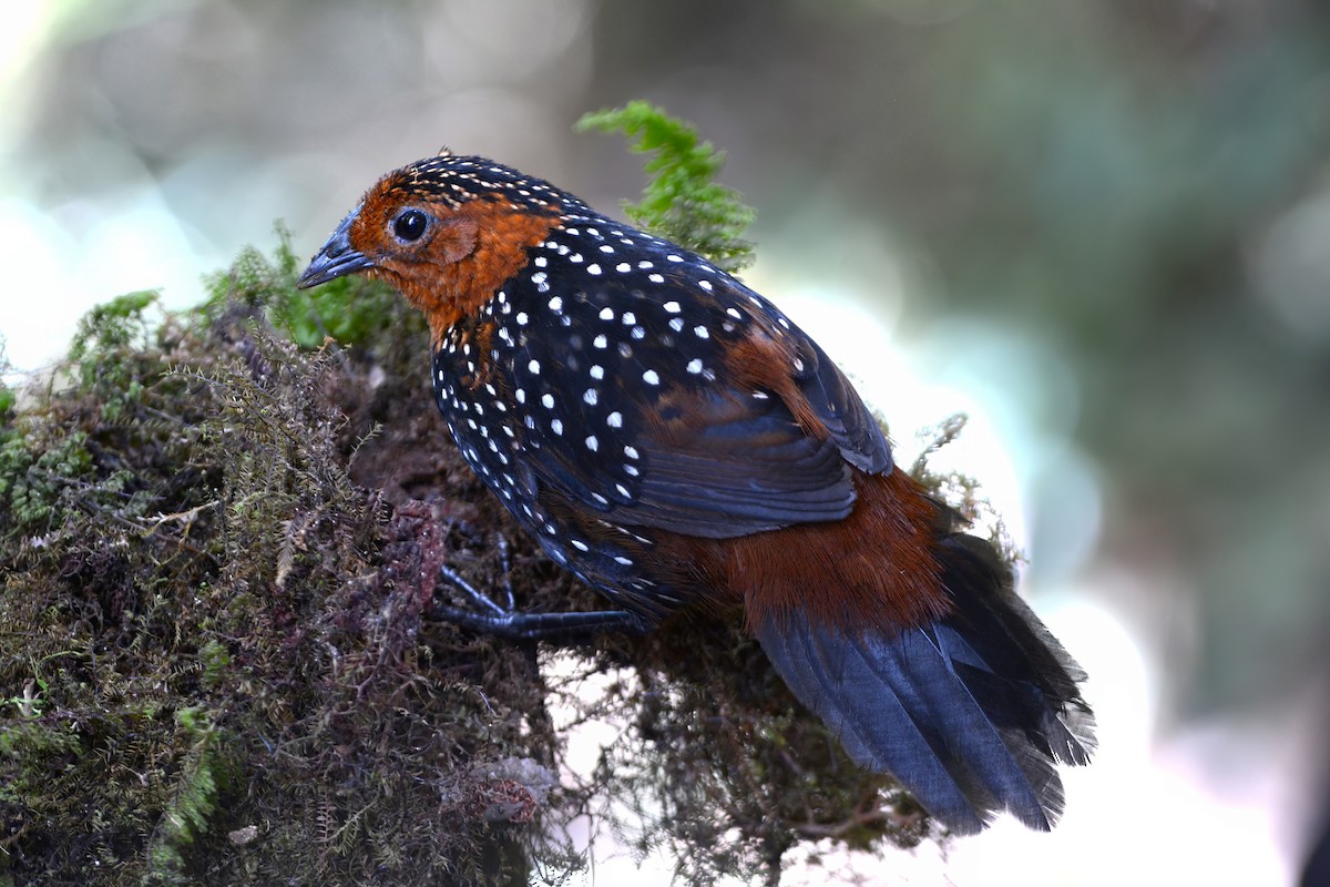 Ocellated Tapaculo - ML507229901