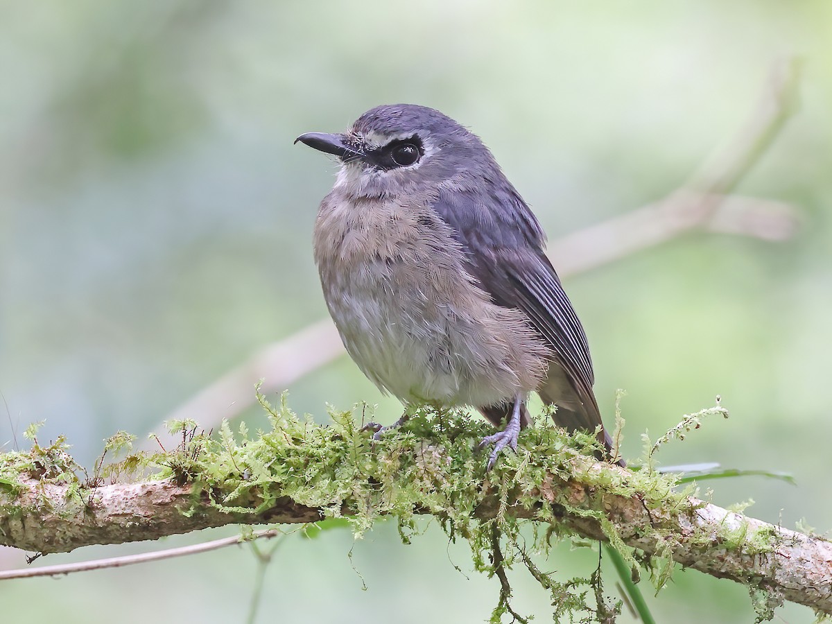 Mindanao Jungle Flycatcher - Vauriella goodfellowi - Birds of the World