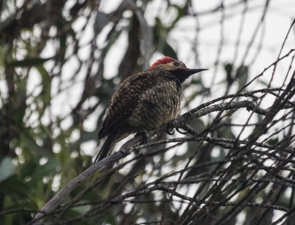Black-necked Woodpecker - ML507230441