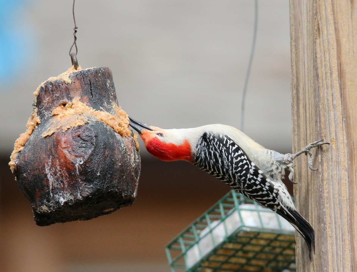 Red-bellied Woodpecker - William Kidwell