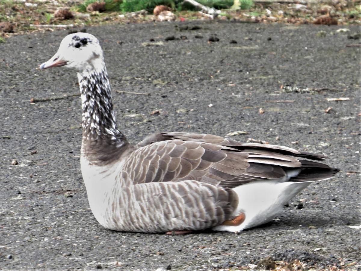 Domestic goose sp. x Canada Goose (hybrid) - ML507237021