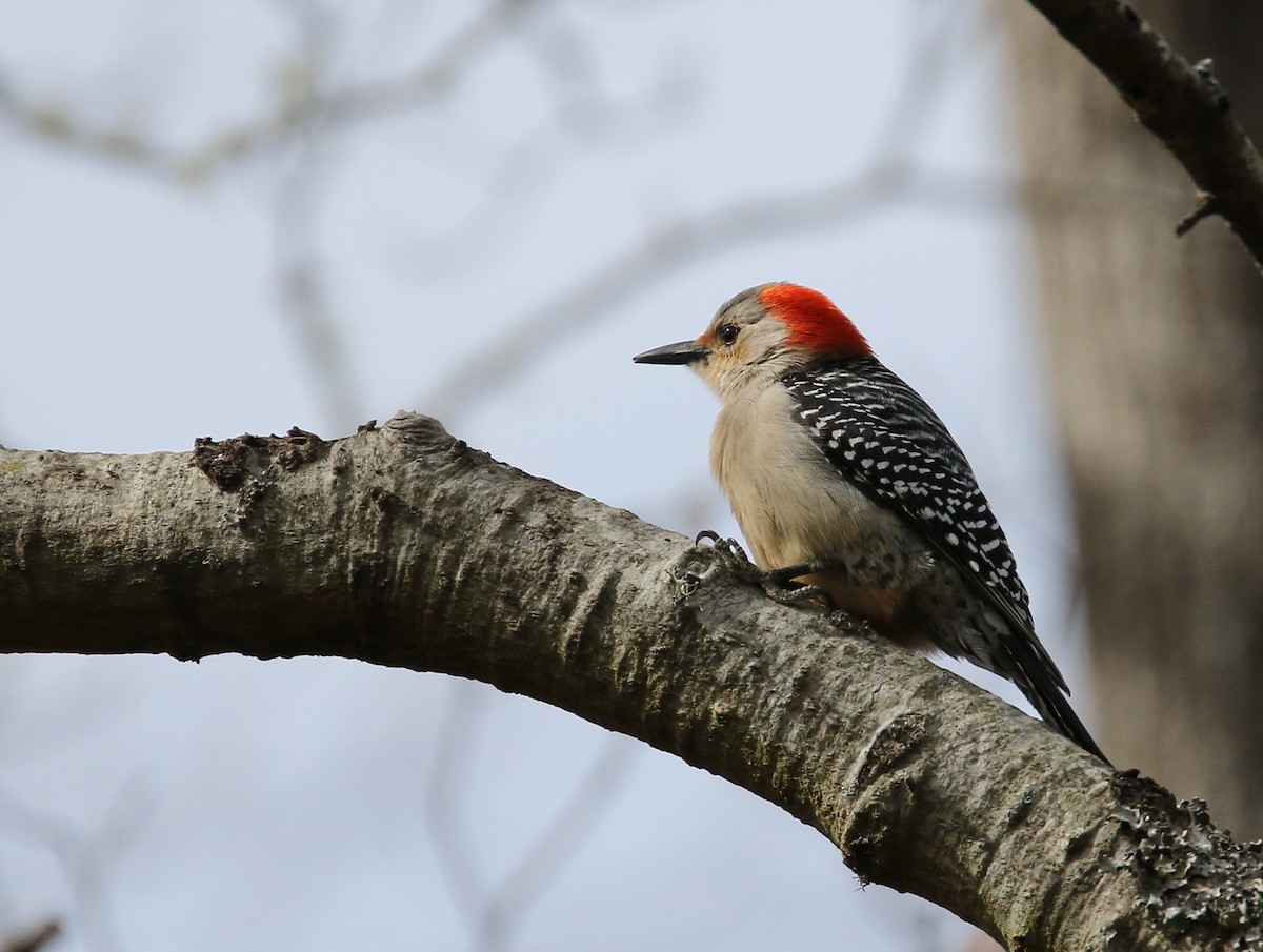 Red-bellied Woodpecker - ML50723851