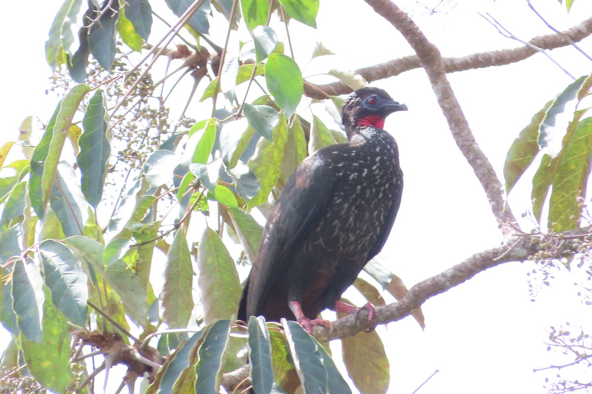 Crested Guan - ML507240961