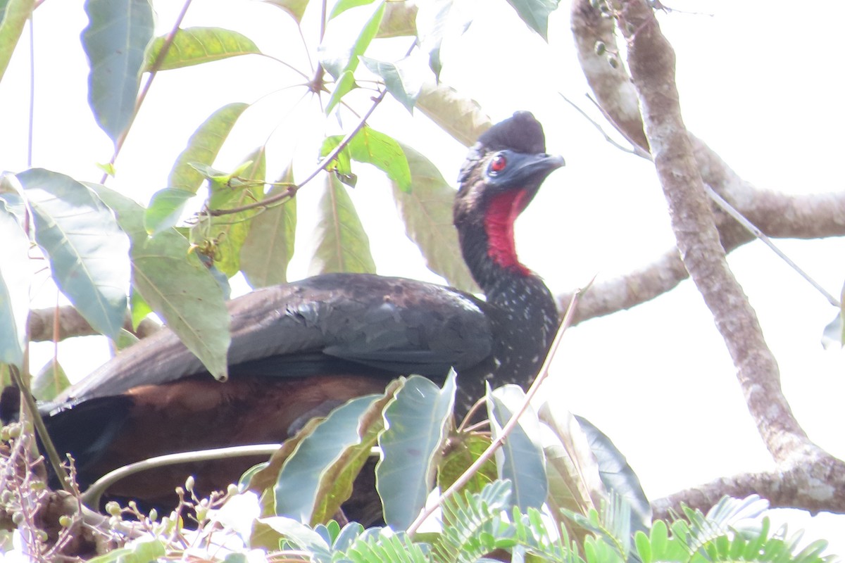 Crested Guan - ML507241181