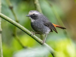 Olive-flanked Robin-Chat - Cossypha anomala - Birds of the World