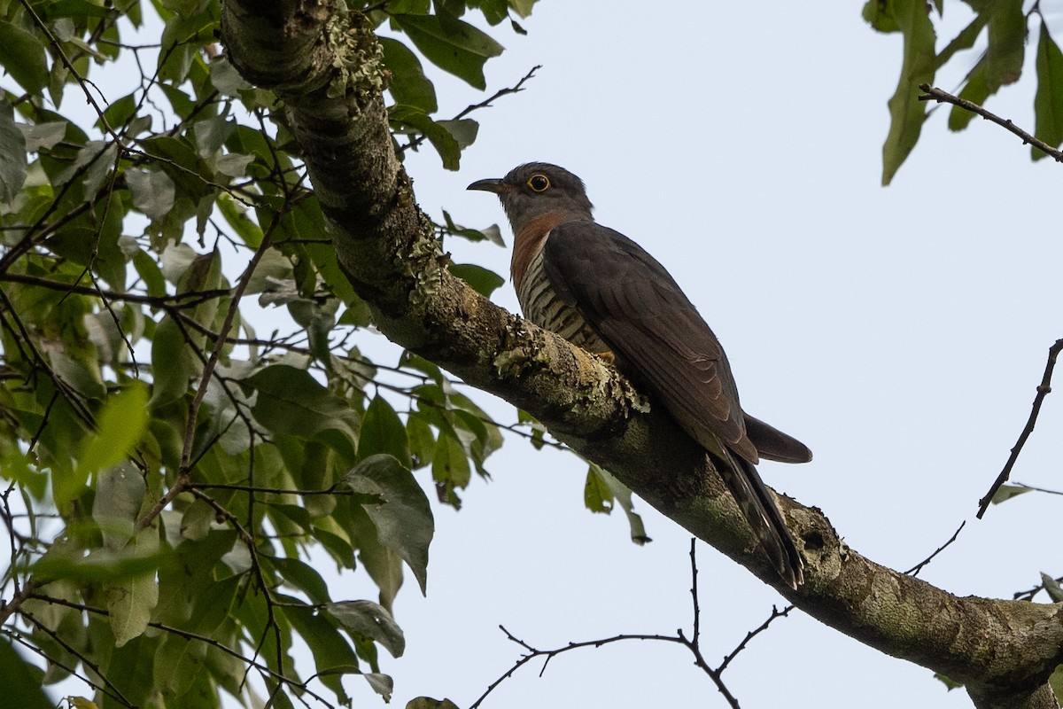 Red-chested Cuckoo - ML507242201