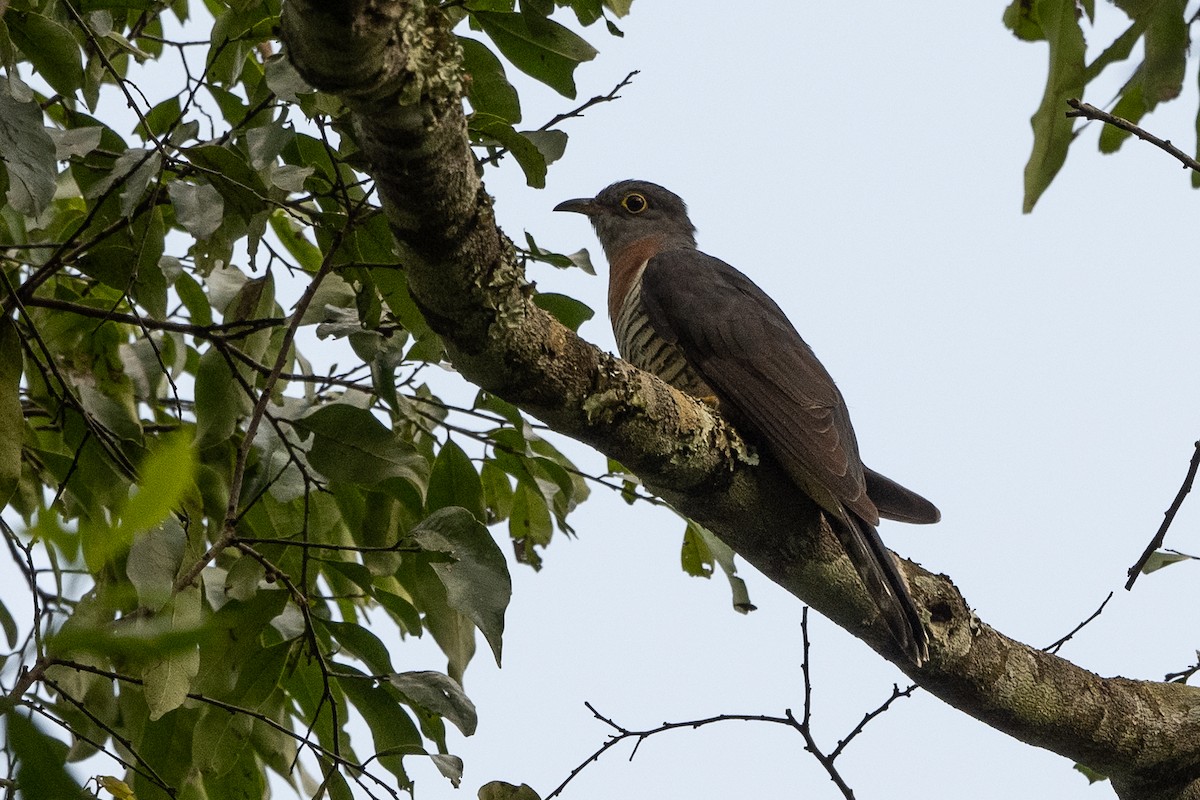 Red-chested Cuckoo - ML507242211