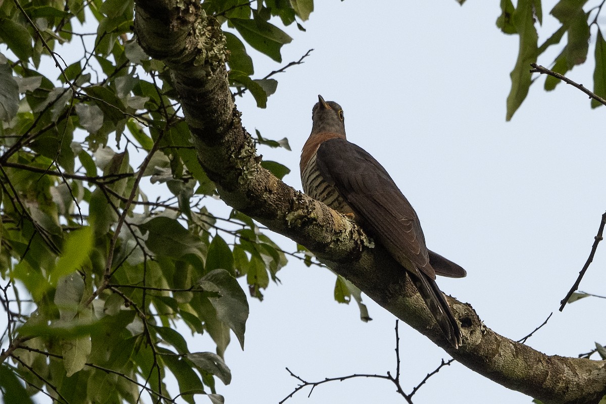 Red-chested Cuckoo - ML507242221