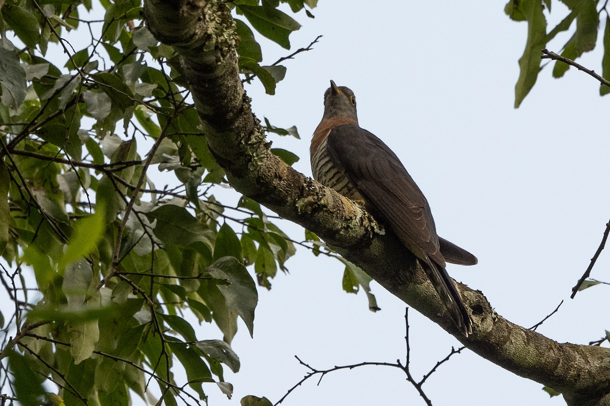 Red-chested Cuckoo - ML507242231