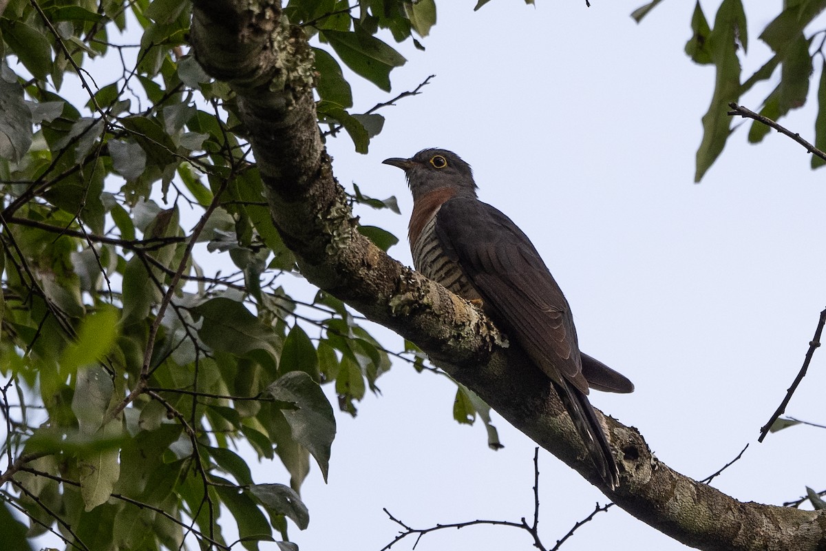 Red-chested Cuckoo - ML507242251