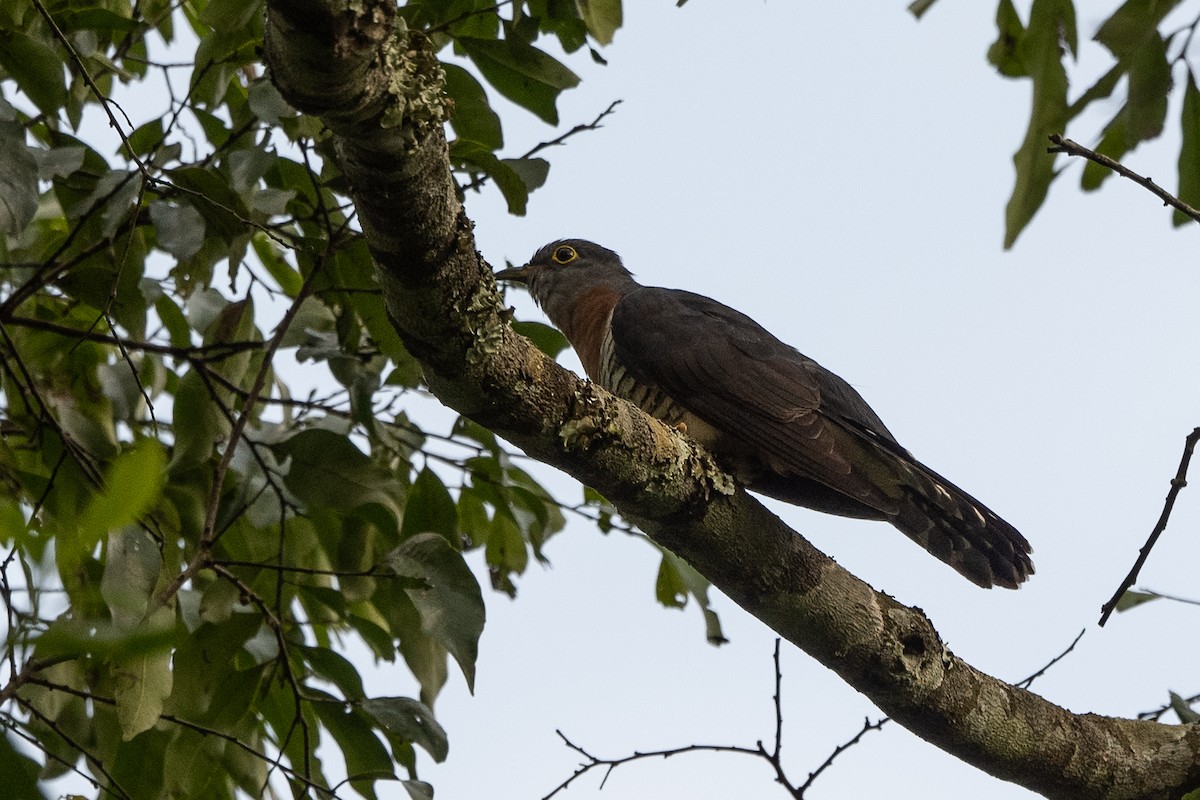 Red-chested Cuckoo - ML507242261