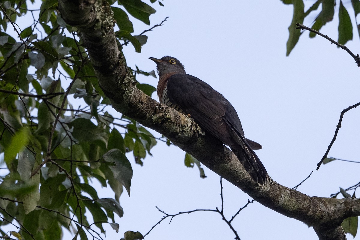 Red-chested Cuckoo - ML507242271