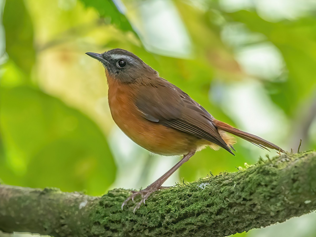 Archer's Robin-Chat - Dessonornis archeri - Birds of the World