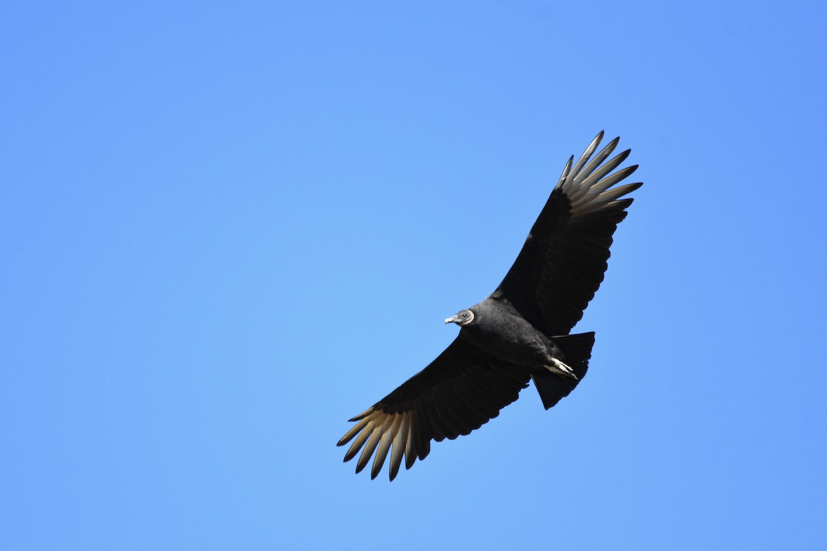 Black Vulture - Ronan Pangie