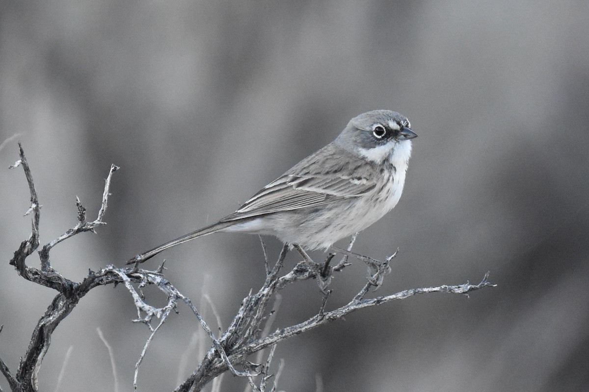 Sagebrush/Bell's Sparrow (Sage Sparrow) - ML507243611