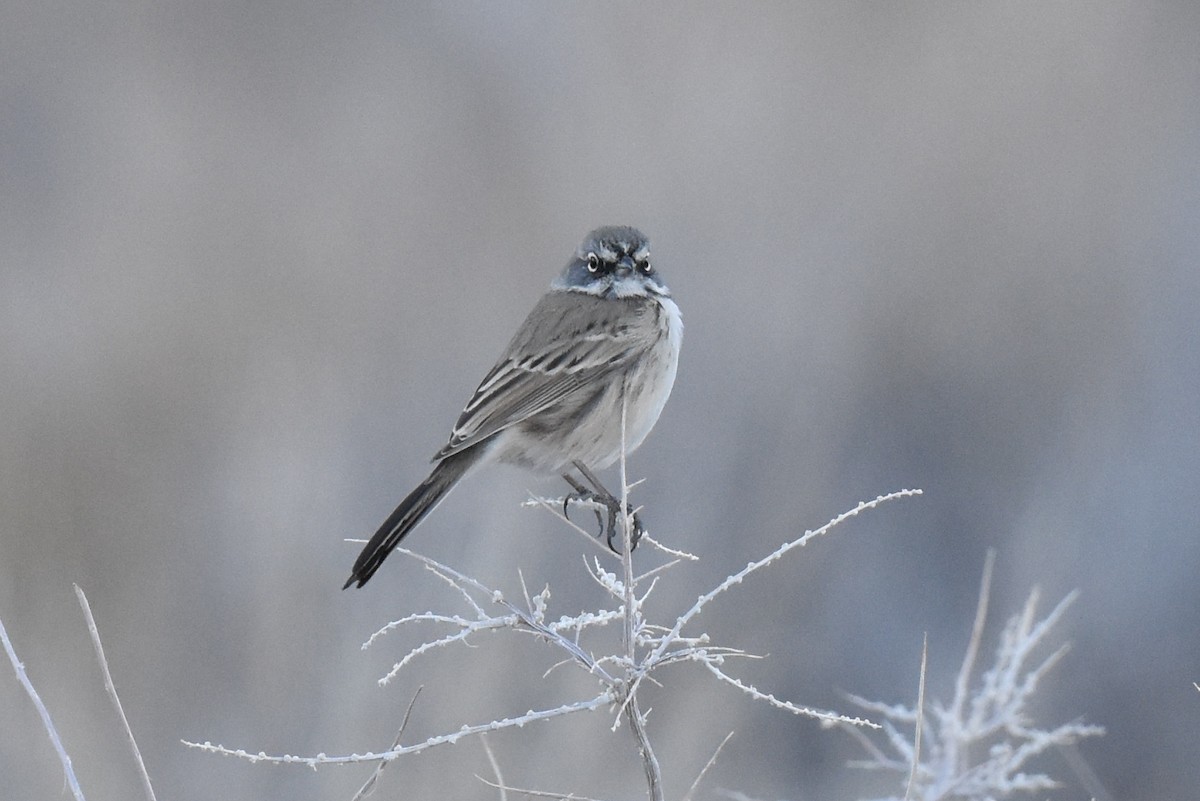 Bell's Sparrow (canescens) - ML507243741
