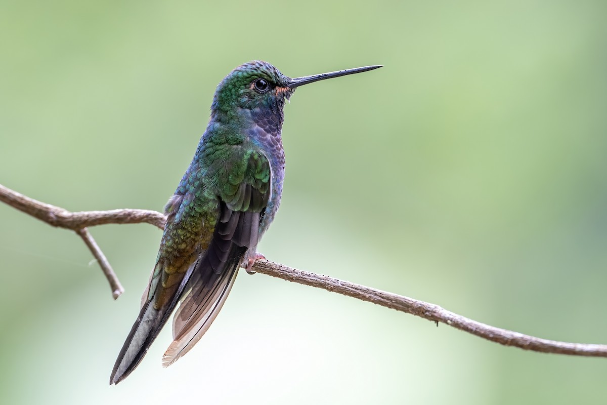 kolibřík zelenohřbetý - ML507244151