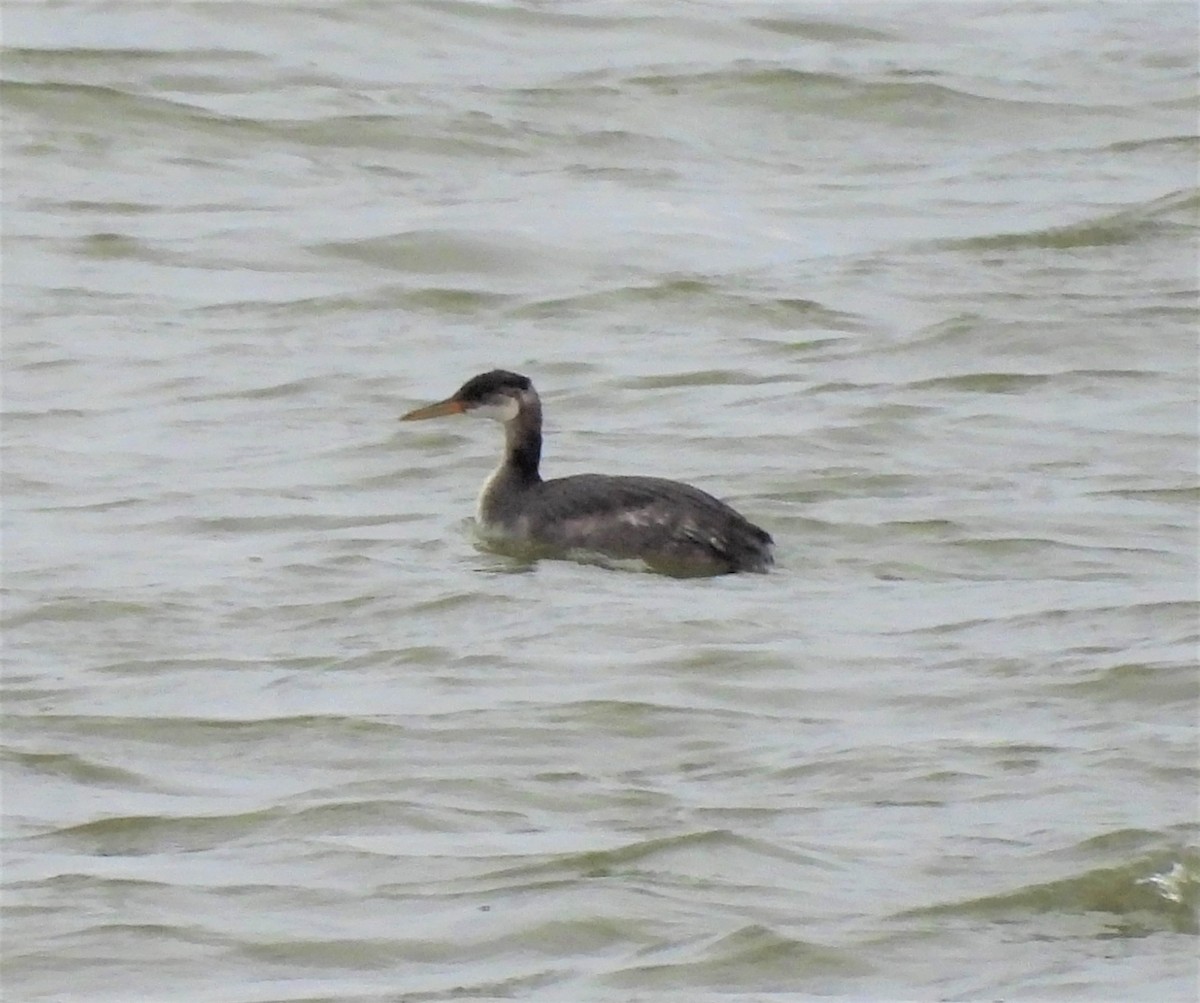 Red-necked Grebe - ML507245581