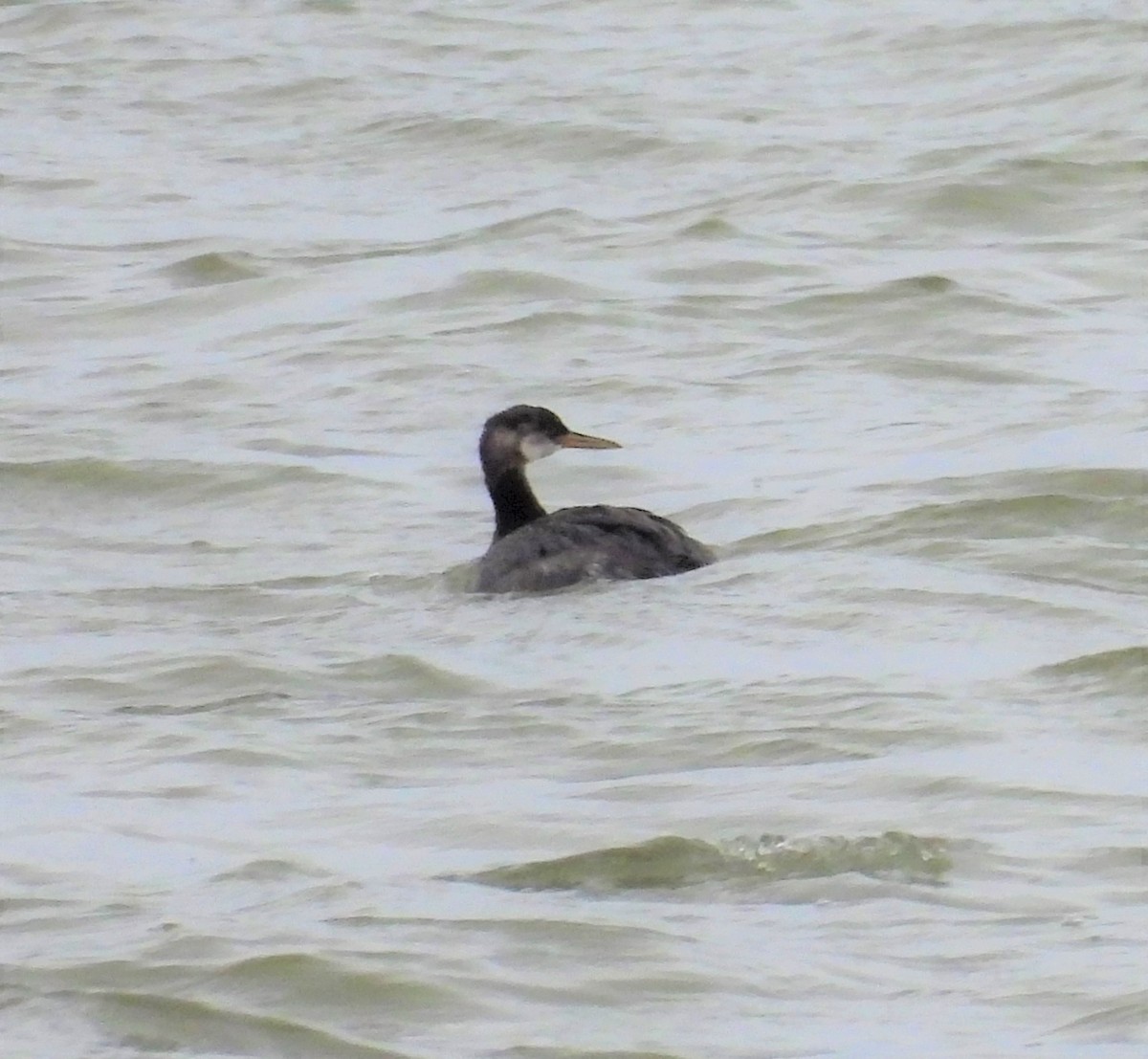 Red-necked Grebe - ML507245751