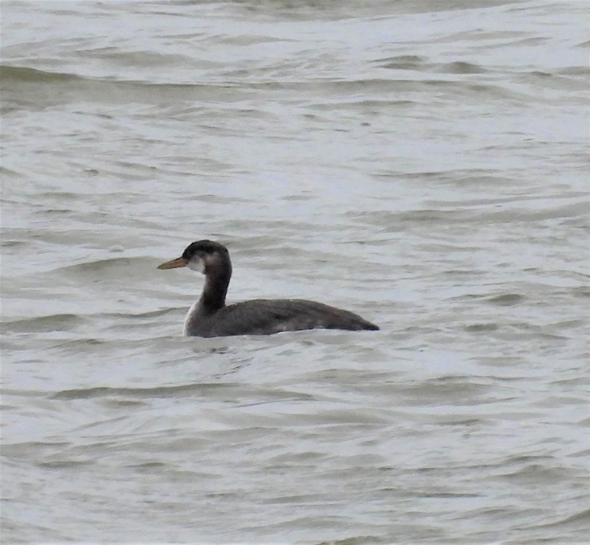 Red-necked Grebe - ML507245891