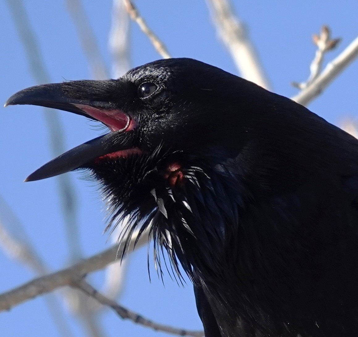 Common Raven - willem van vliet-