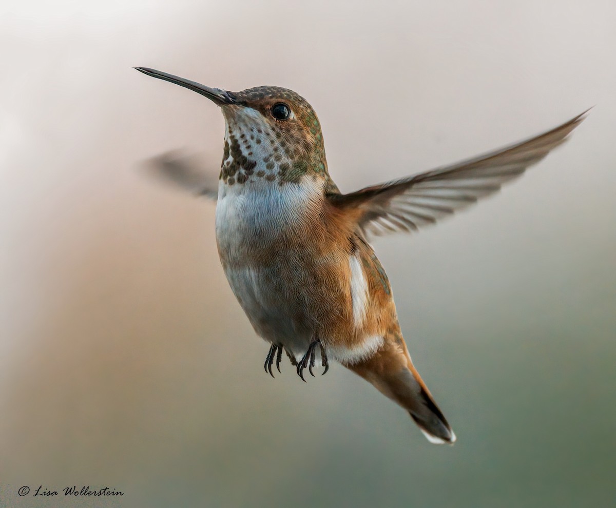 eBird Checklist 25 Nov 2022 Rocky Point 8 species