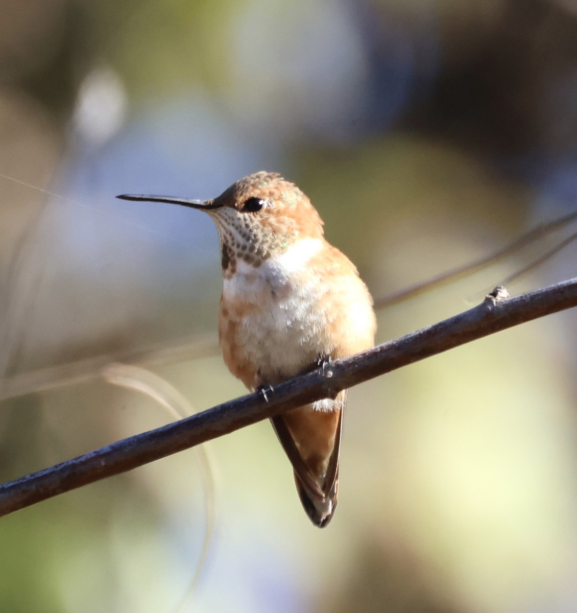 Rufous Hummingbird - Cheryl Rosenfeld