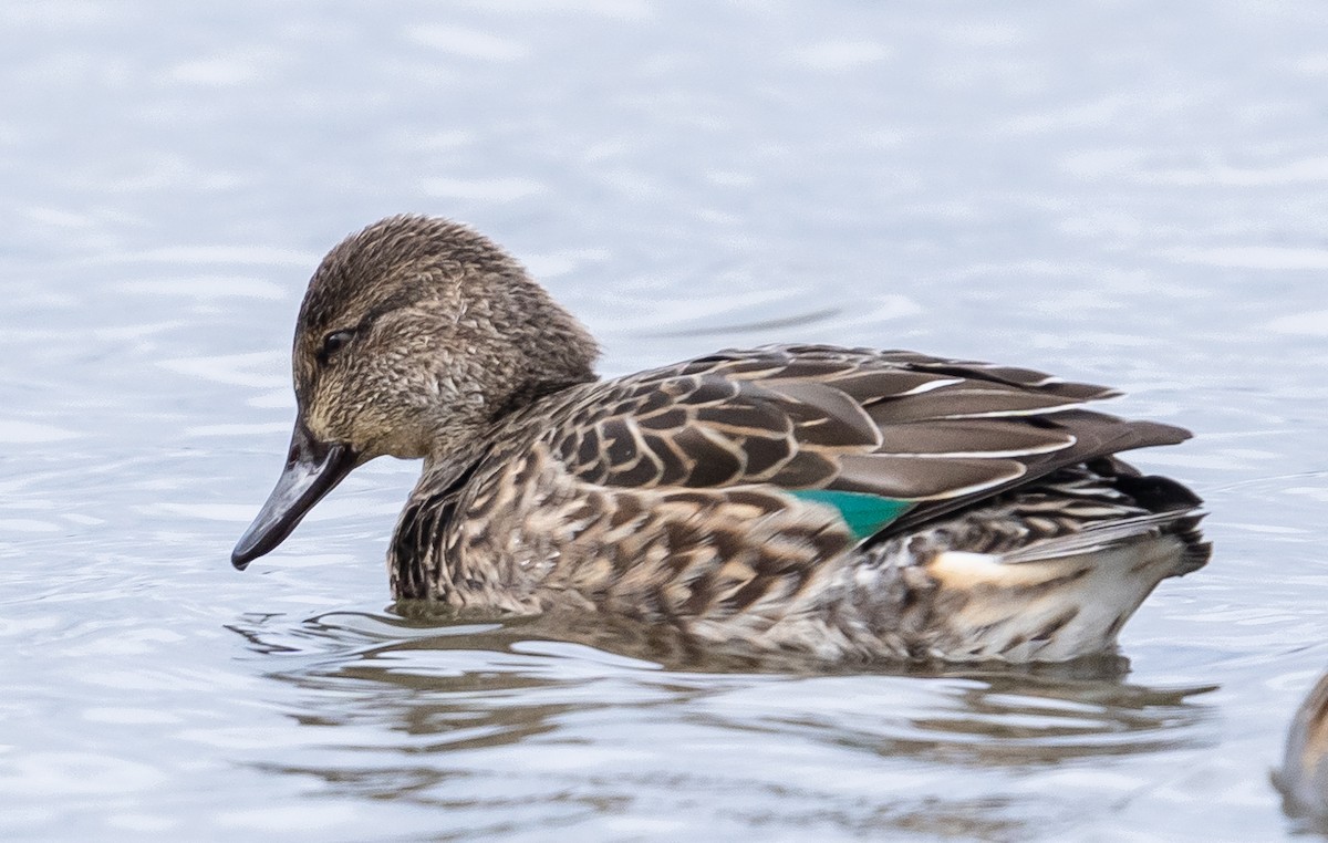 Green-winged Teal - ML507261321