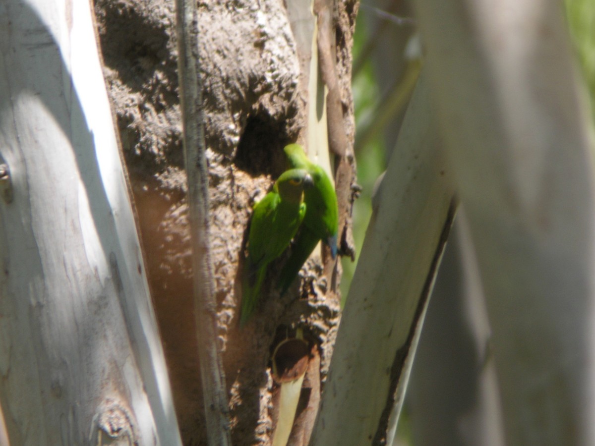 Brown-throated Parakeet (Veraguas) - Brennan Mulrooney