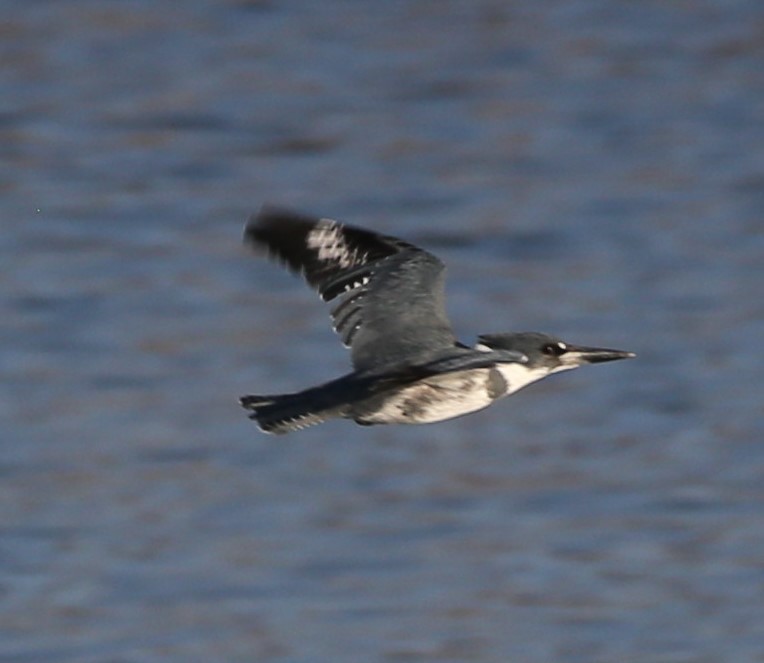 Belted Kingfisher - ML507267021