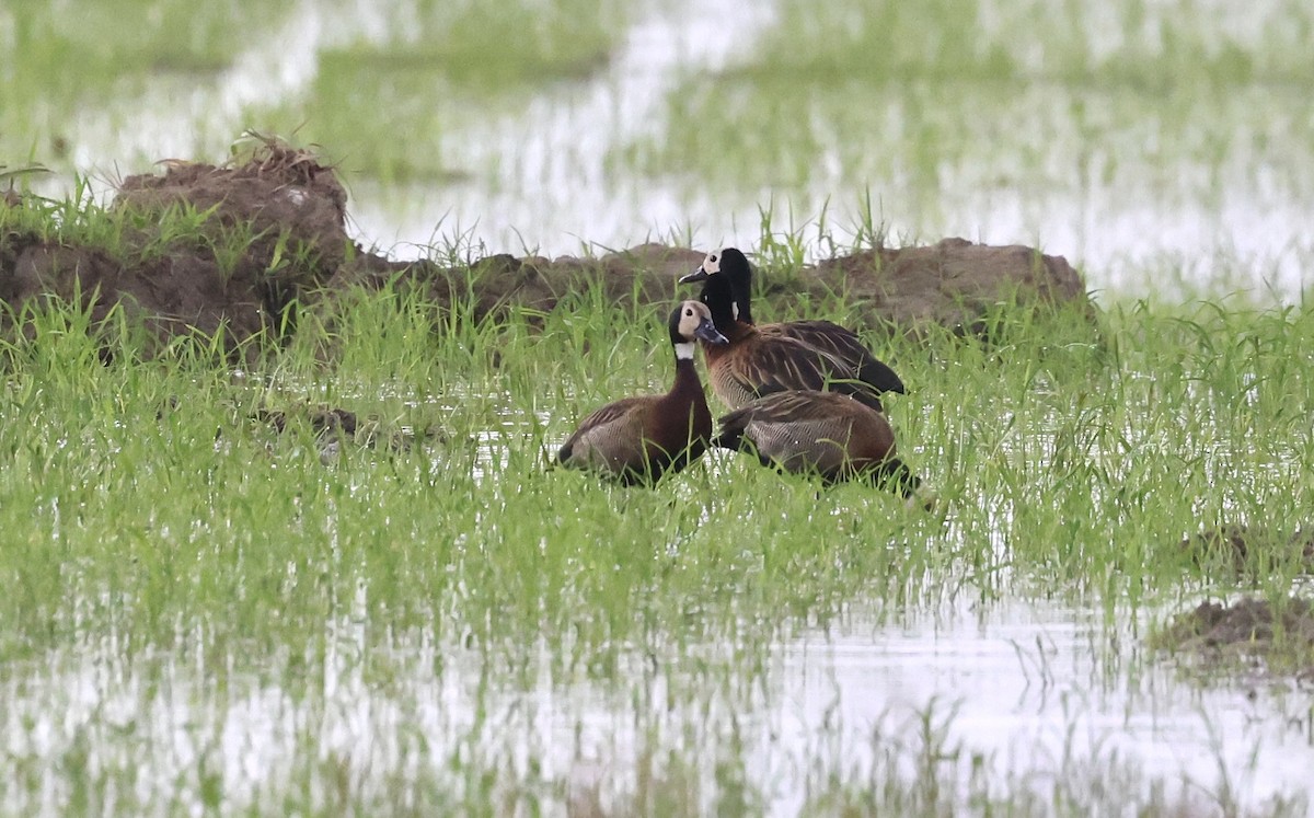 White-faced Whistling-Duck - Anne Bielamowicz