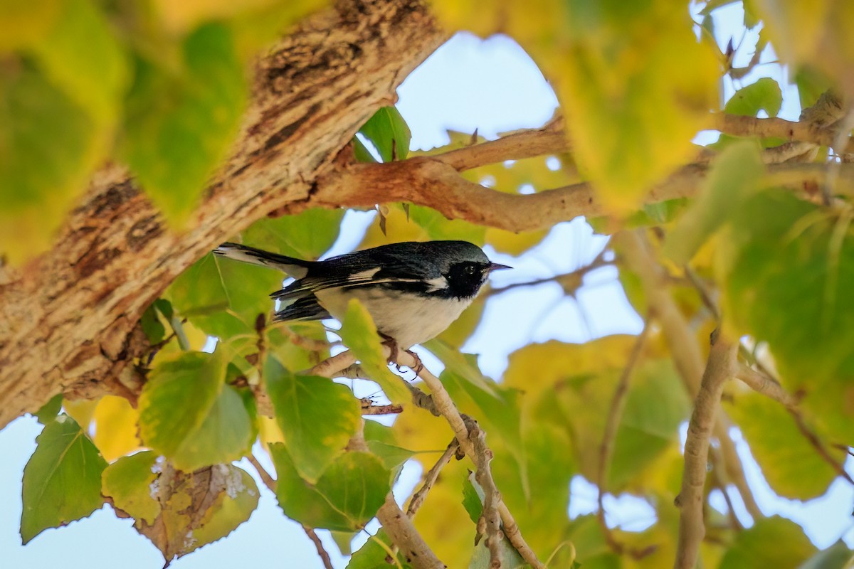 Black-throated Blue Warbler - ML507269551