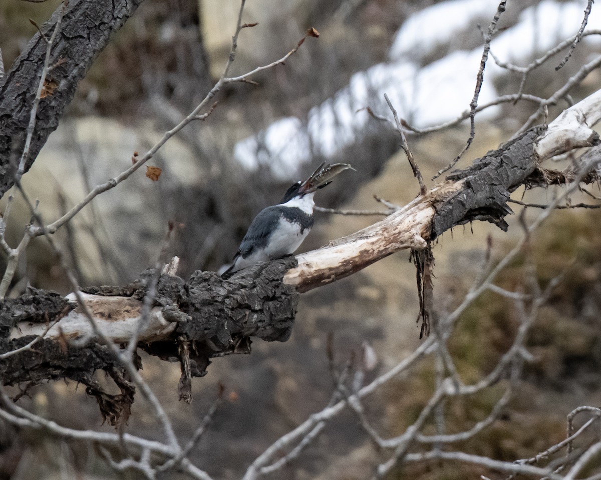 Belted Kingfisher - ML507276401
